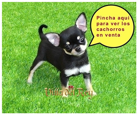 Chihuahuas en Teruel